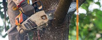 Best Tree Cabling and Bracing  in Jonesville, NC