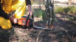 How Our Tree Care Process Works  in  Jonesville, NC