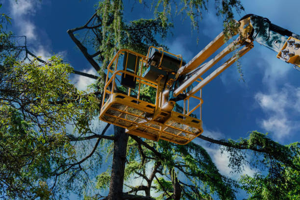 Professional  Tree Services in Jonesville, NC