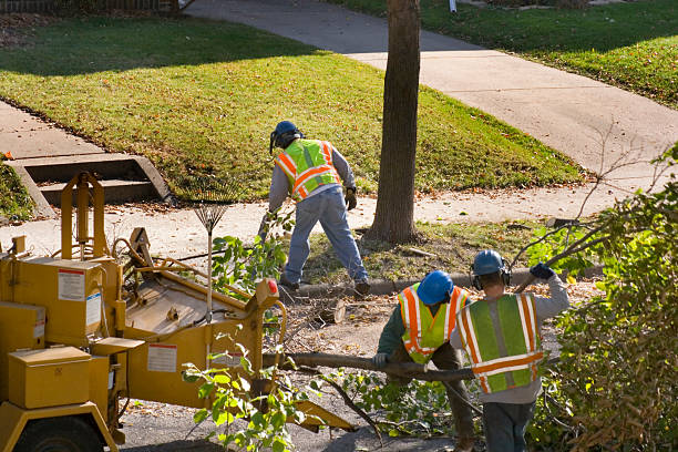 Best Tree Removal  in Jonesville, NC