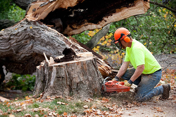 Best Tree Maintenance Programs  in Jonesville, NC